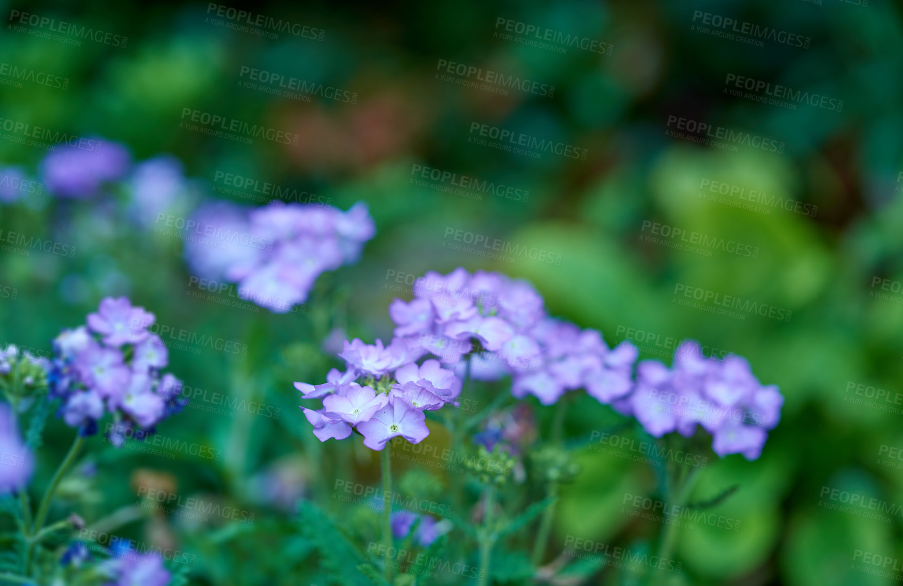 Buy stock photo Closeup of a bush of blue meadow geranium flowers in a garden with blurred background. Delicate purple blossoming plants growing with lush green leaves in a backyard in nature. Hardy wild blooms