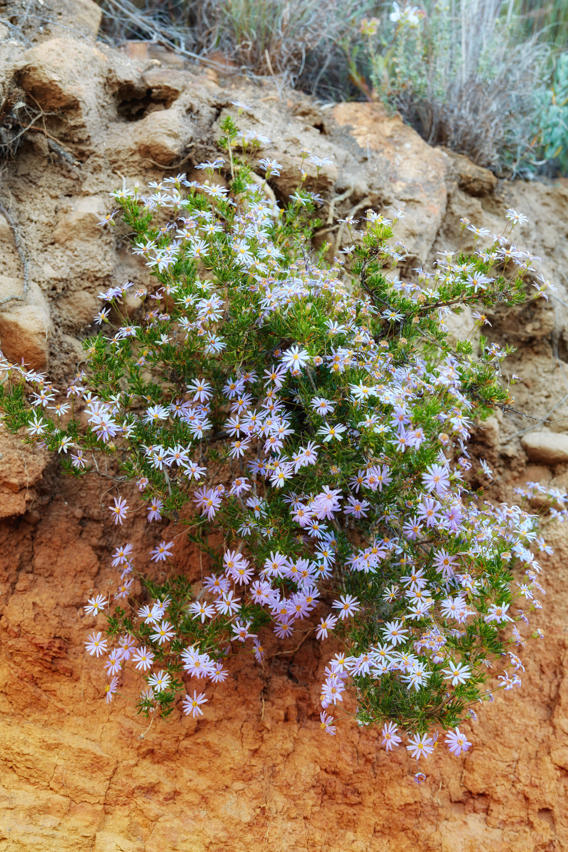 Buy stock photo Group of purple diasies flourishing in a rock garden. Small pretty wild flowers blooming in spring. A bunch of decorative magenta plants in a nature park. Small flora blossoms growing on hard stone
