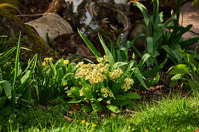 Buy stock photo Group of yellow flowers in full bloom planted in green garden with lawn and moss covered tree trunks. Common decorative or ornamental garden flowers blossoming in the sunlight. Perennial oxlip plants