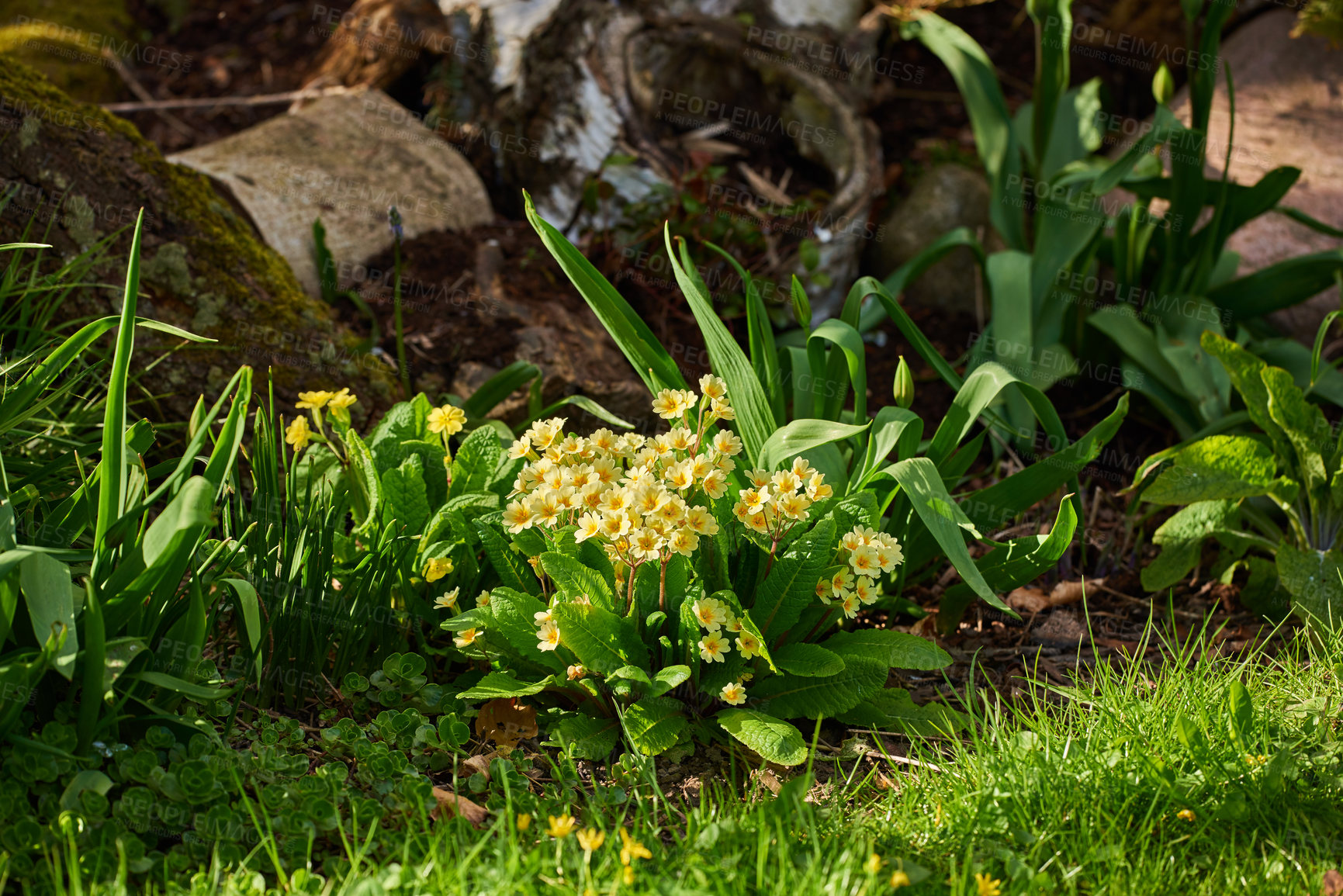 Buy stock photo Group of yellow flowers in full bloom planted in green garden with lawn and moss covered tree trunks. Common decorative or ornamental garden flowers blossoming in the sunlight. Perennial oxlip plants