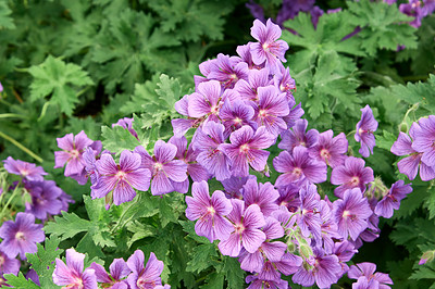 Buy stock photo Purple flowers growing in backyard garden in spring from above. Meadow geranium pratense plant growing and blooming in park in spring. Top view of beautiful violet flowering plants budding in a field