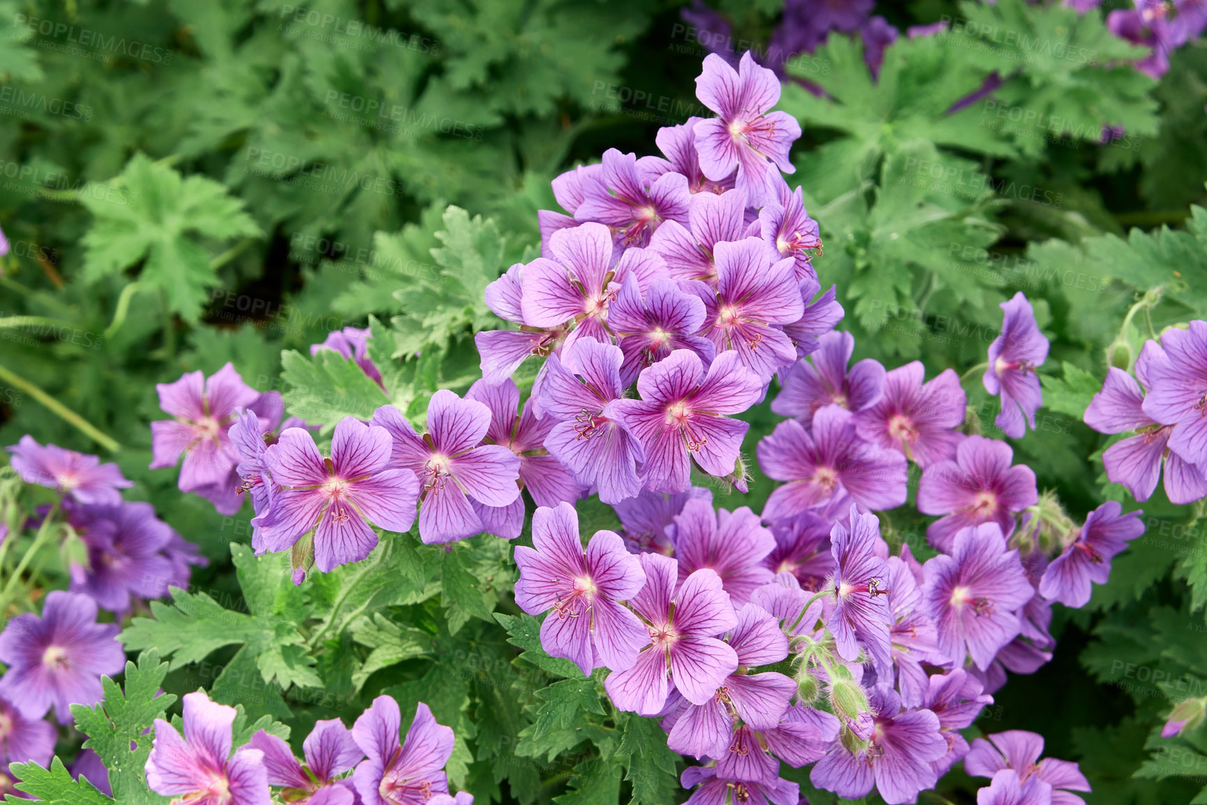 Buy stock photo Purple flowers growing in backyard garden in spring from above. Meadow geranium pratense plant growing and blooming in park in spring. Top view of beautiful violet flowering plants budding in a field