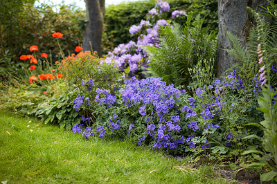 Buy stock photo Meadow geranium or cranesbill flowers growing in a lush botanical garden among other blooming plants on a sunny day in spring outdoors with copy space. Geranium pratense with beautiful purple petals 