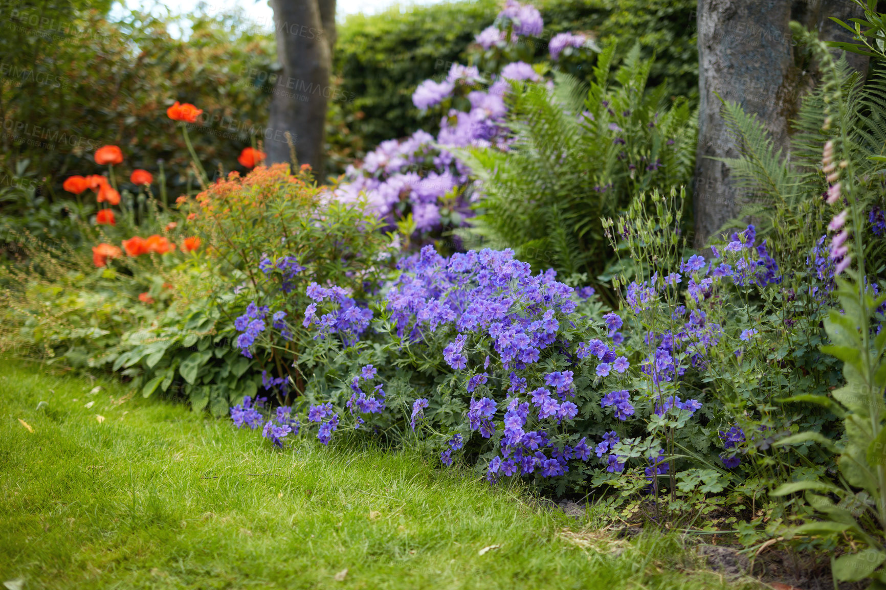 Buy stock photo Meadow geranium or cranesbill flowers growing in a lush botanical garden among other blooming plants on a sunny day in spring outdoors with copy space. Geranium pratense with beautiful purple petals 