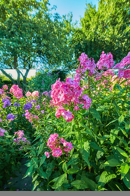 Buy stock photo Garden of pink and purple geranium flower bushes in a garden. Geranium Elke and Bohemicum growing in backyard in summer. Violet and magenta blossoming plants with green leafs in nature