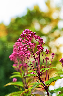 Buy stock photo Blooming milkweed flowers and green leaves against a blurry nature background. Closeup of beautiful pink blooms and lush plant in a garden or backyard in spring. Blossoms and buds of a swamp plant