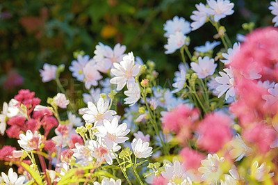 Buy stock photo White mallow musk flowers, pink flowers, and mixed plants in a garden or in a bush in the sunlight. Beautiful white and colorful flowering plants flourishing in a park. Flora displayed in nature. 