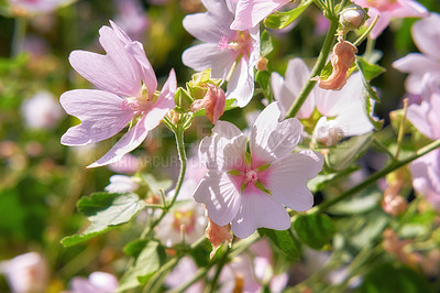 Buy stock photo Flowers, gardening and environment with nature, landscape and sunshine with plants. Empty, outdoor and flora with ecology, habitat or hobby with summer, growth and blossom with ecosystem or earth day