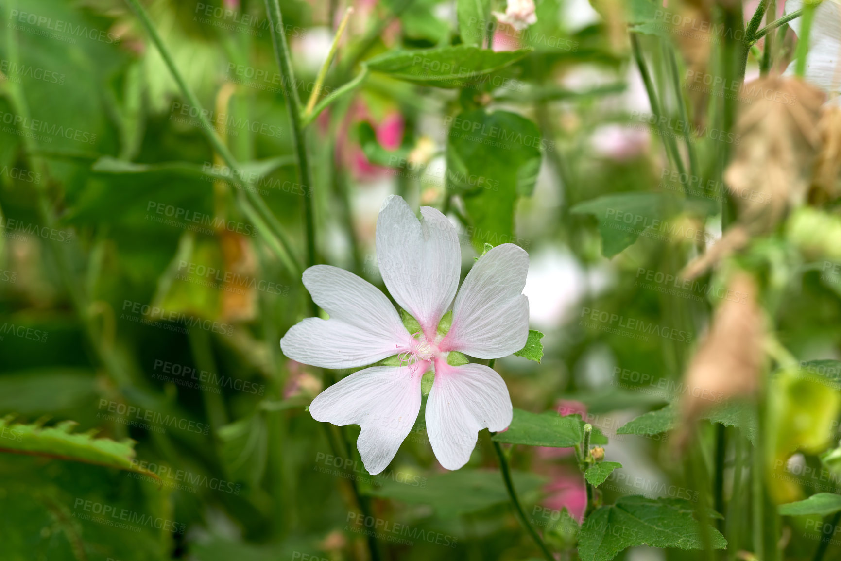 Buy stock photo A closeup of white blooming Musk Mallow with beautiful heart shaped petals and leaves stem. A pleasant portrait of a white blooming Musk Mallow flower and a blurred background of leaves. 