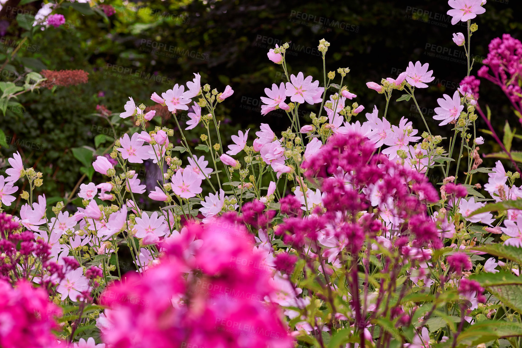 Buy stock photo Pink musk mallow and dark pink flowers in the garden. Mallow musk flowers on the bush surrounded by different plants and flowers in the sunlight. Spring flowers in bloom. Cosmos flower background. 