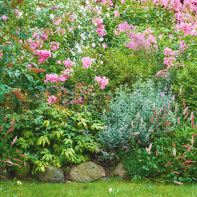 Buy stock photo A garden of white common daisies, pink geraniums, in a garden and other flora on freshly mowed grass. A beautiful picture of a lawn decorated with stones, flowers, and leaves in a mowed area. 