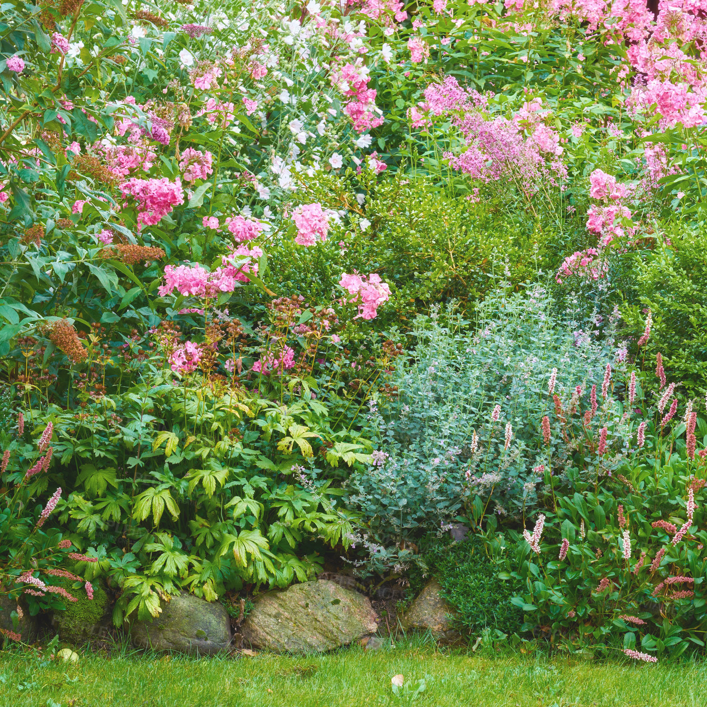 Buy stock photo A garden of white common daisies, pink geraniums, in a garden and other flora on freshly mowed grass. A beautiful picture of a lawn decorated with stones, flowers, and leaves in a mowed area. 