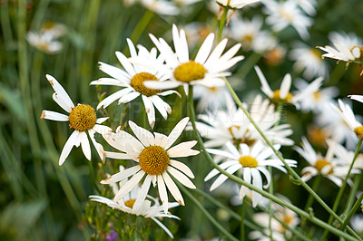 Buy stock photo White daisy flowers growing in a botanical garden in fresh air outdoors. Marguerite or english daisies from the chamomile plant species blossoming in springtime. Beautiful scenic landscape of nature