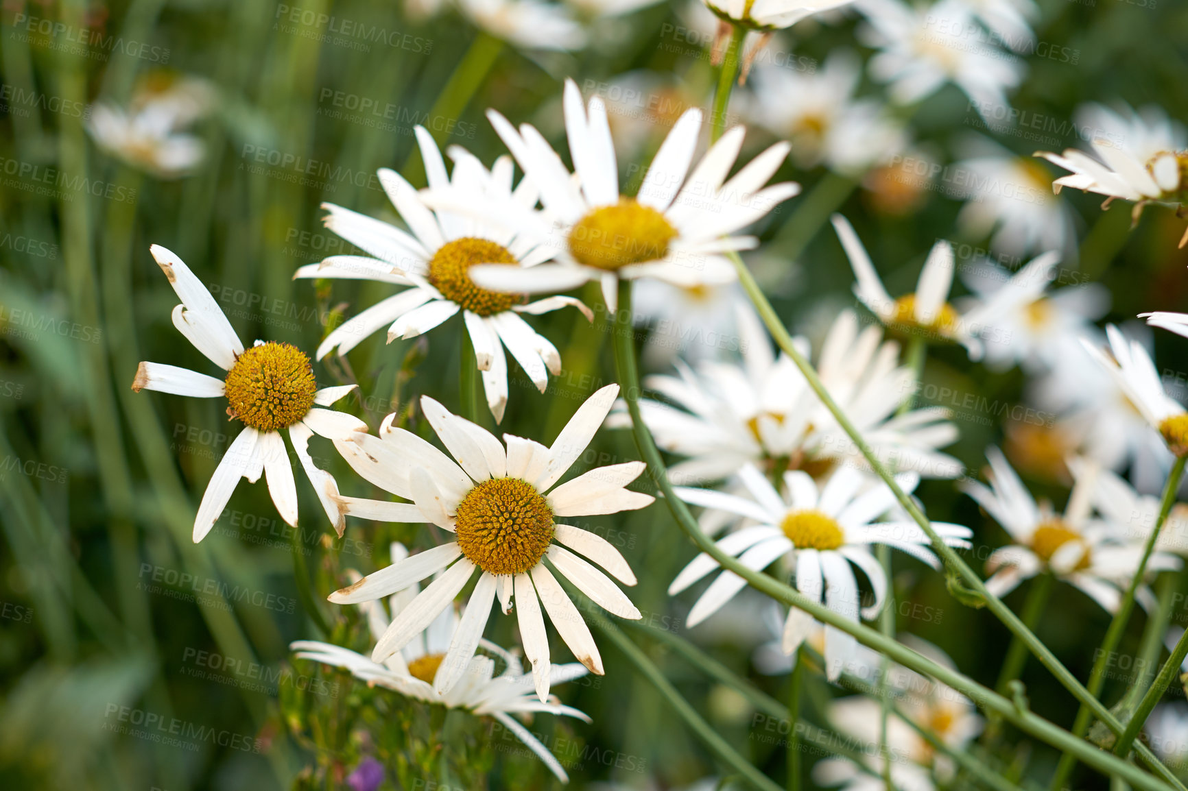 Buy stock photo White daisy flowers growing in a botanical garden in fresh air outdoors. Marguerite or english daisies from the chamomile plant species blossoming in springtime. Beautiful scenic landscape of nature