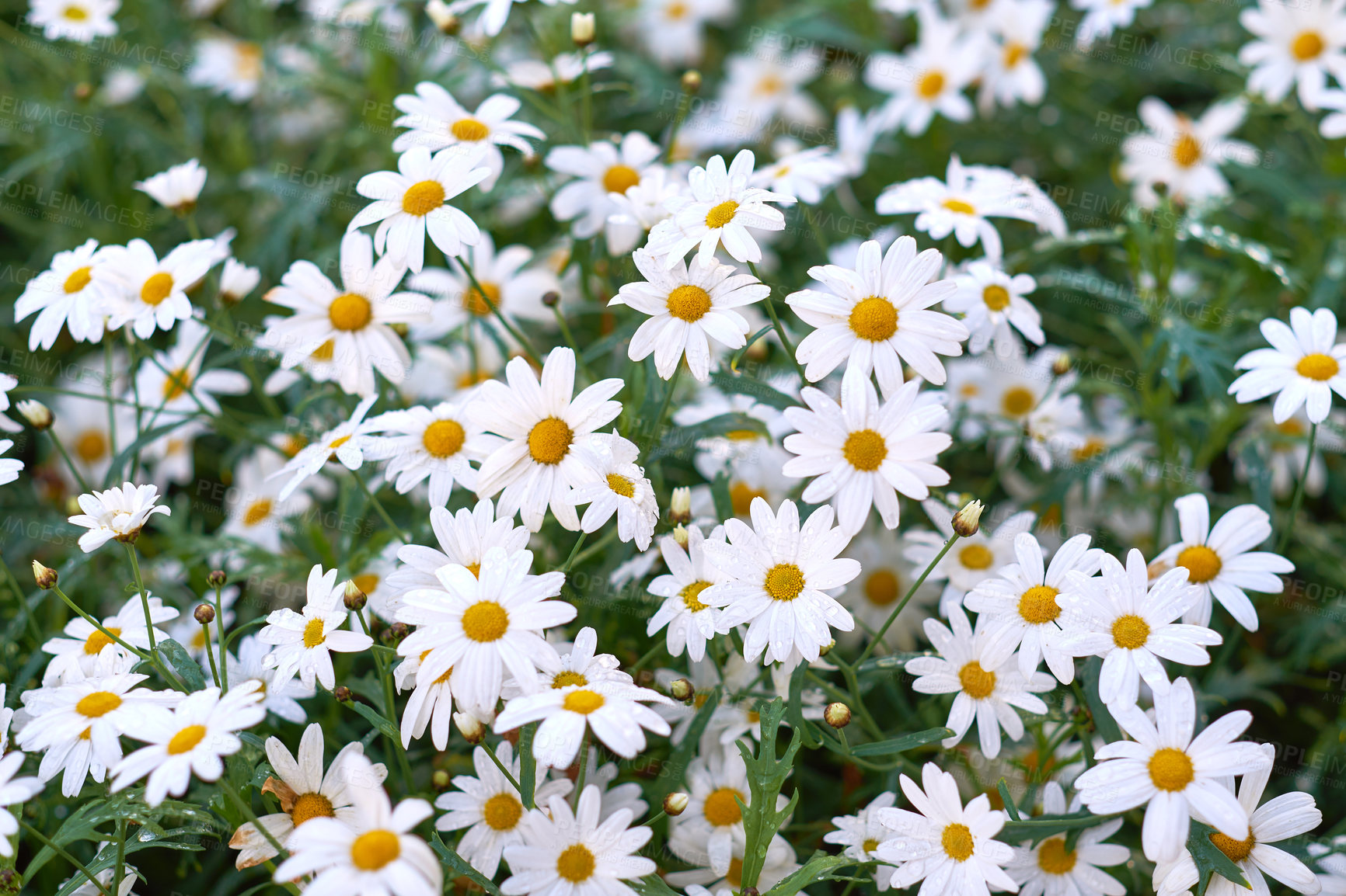 Buy stock photo Chamomile daisy flowers growing on a field or botanical garden in nature during spring outdoors. White marguerite or common english daisies blooming on a meadow. Beauty in nature of lush environment