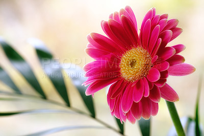 Buy stock photo Natural, gerbara or flowers in outdoor garden environment, botanical plants and blooming outside in park. Pink daisy, blossom and countryside botany in nature ecosystem, closeup and floral growth