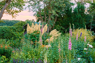 Buy stock photo Trees, nature or flowers in outdoor garden environment, botanical plants or blooming outside in park. Actaea heracleifolia, blossom or countryside botany in wilderness ecosystem or pink floral growth