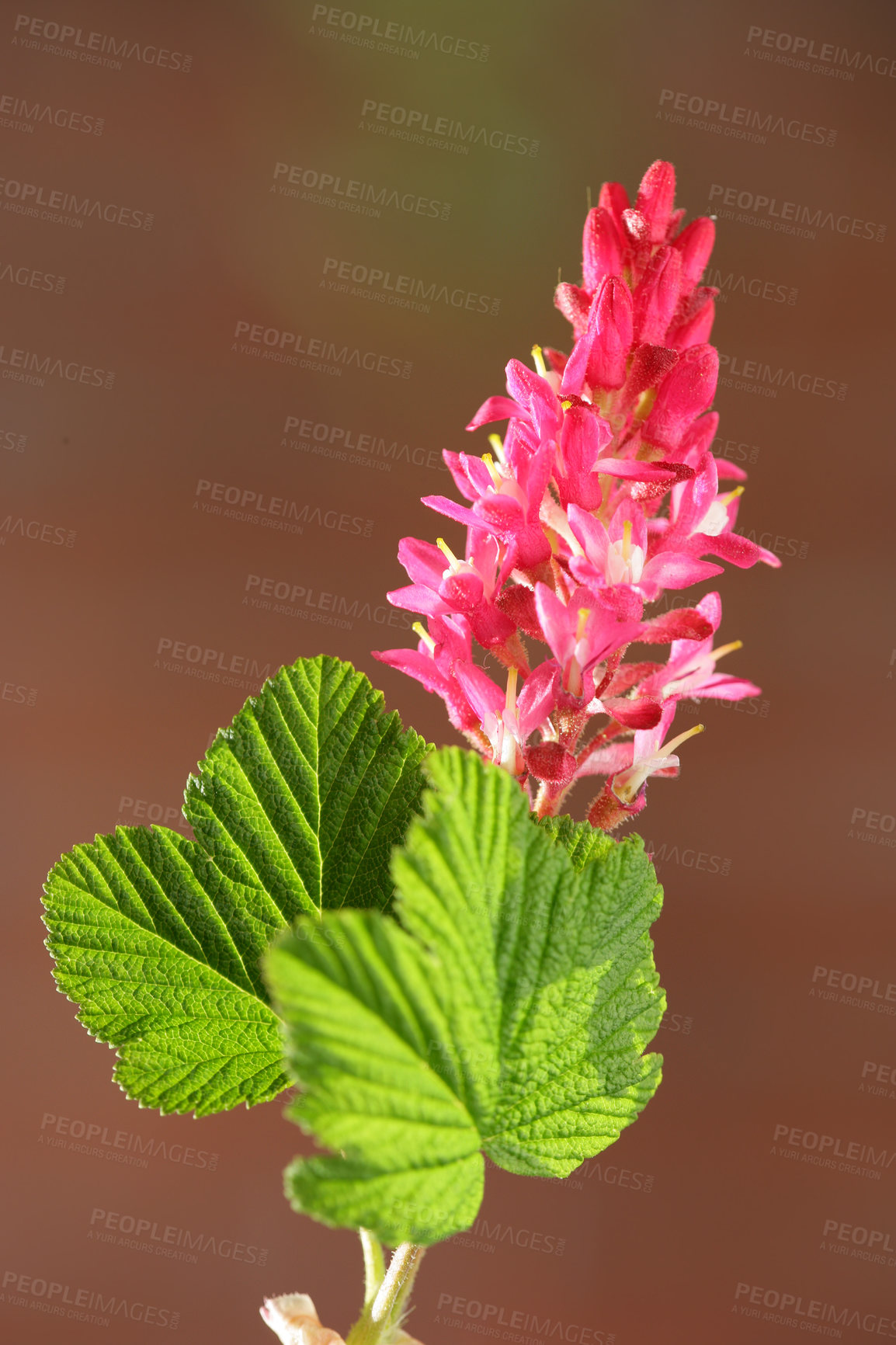 Buy stock photo Nature, pink and closeup of flower for natural beauty, spring mockup and blossom. Countryside, blurred background and zoom of flowers for plant environment, ecosystem and flora growing in meadow