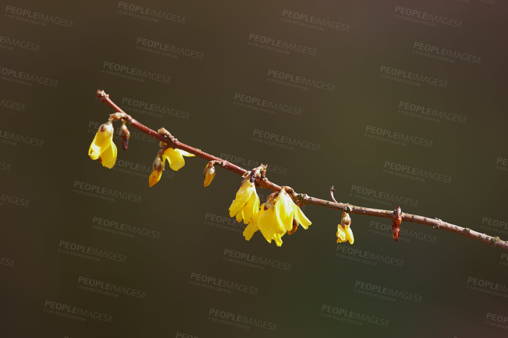 Buy stock photo Nature, branch and closeup of yellow flower for natural beauty, spring mockup and blossom. Countryside, plant background and zoom of flowers for environment, ecosystem and flora growing in meadow
