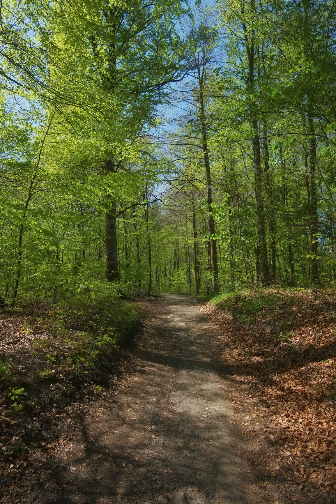 Buy stock photo A photo of forest beauty in pringtime