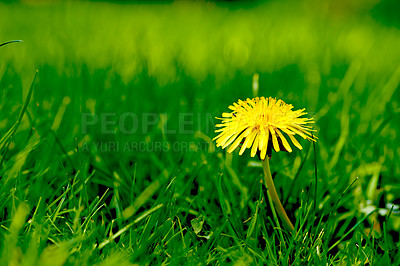 Buy stock photo Nature, grass and yellow dandelion in field for natural beauty, spring mockup and blossom. Countryside, plant background and closeup of flower for environment, ecosystem and fauna and flora in meadow