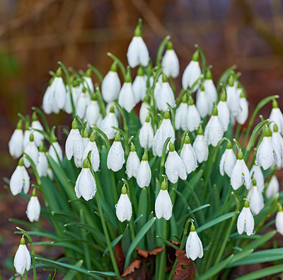 Buy stock photo Snowdrops - Galanthus is a small genus of about 20 species of bulbous herbaceous plants in the family Amaryllidaceae, subfamily Amaryllidoideae. 
