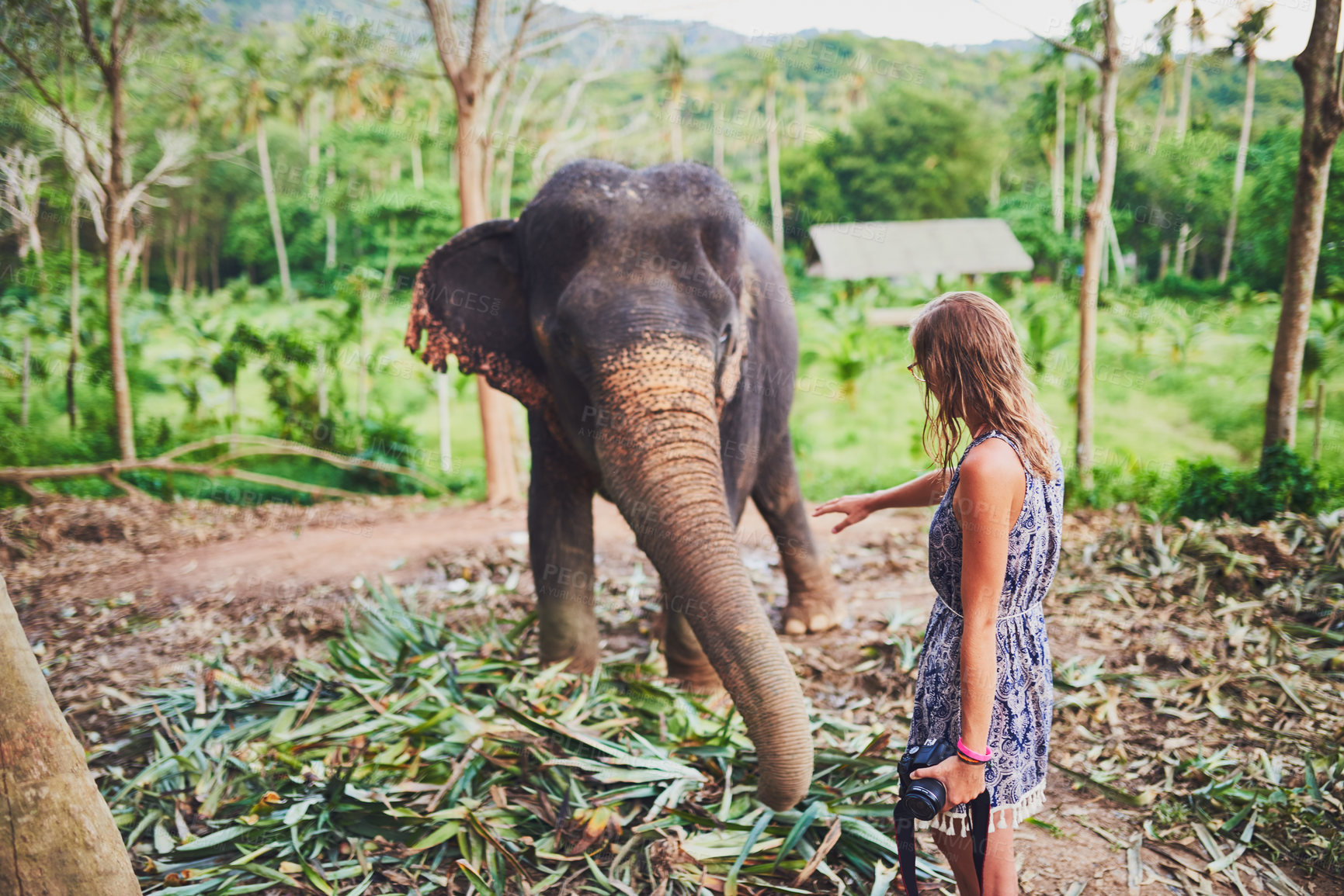 Buy stock photo Shot of a young tourist admiring an elephant in the jungle