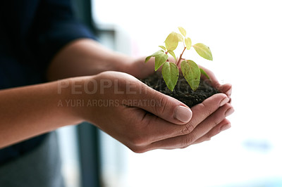 Buy stock photo Cropped shot of a budding plant being held by an unrecognizable businesswoman