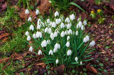 Buy stock photo Flowers, outdoor and garden with spring, growth and plants, blossom and bunch of flora in nature. Green, petal and park with grass, leaf and natural environment with bud, backyard and white snowdrop