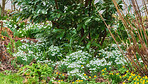 Snowdrops in the garden