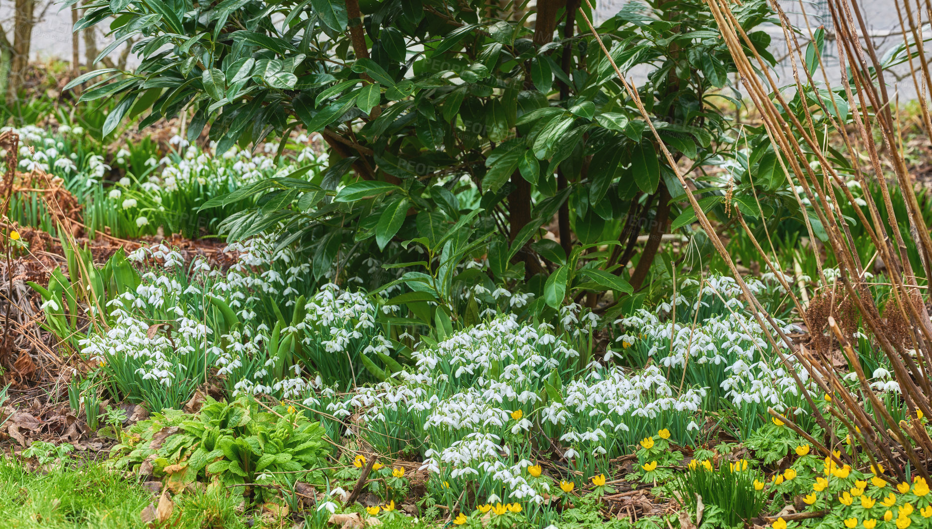 Buy stock photo Flowers, green and growth in garden of home for outdoor decor with blooming or budding plants. Earth, landscaping and spring with snowdrops growing in backyard for organic botany or horticulture