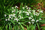 Snowdrops