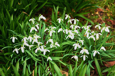 Buy stock photo Snowdrops - Galanthus is a small genus of about 20 species of bulbous herbaceous plants in the family Amaryllidaceae, subfamily Amaryllidoideae.