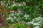 Snowdrops