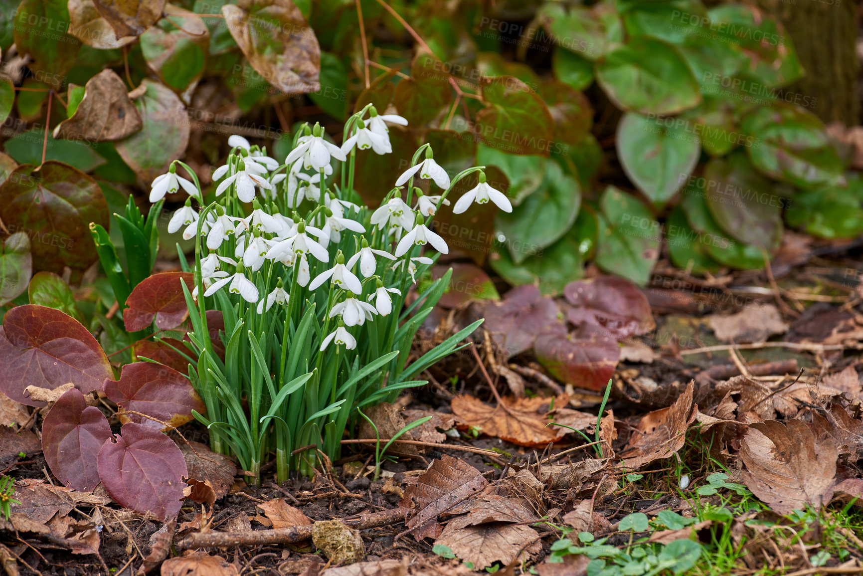 Buy stock photo Flowers, outdoor and garden dirt with spring, growth and plants, soil and flora in nature. Green, petal and park with grass, leaf and natural environment with bud, backyard and white snowdrop