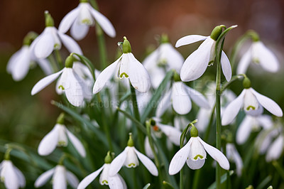 Buy stock photo Flowers, nature and garden with spring, growth and plants, blossom and bunch of flora outdoor. Green, petal and closeup with grass, leaf and natural environment with bud, backyard and white snowdrop