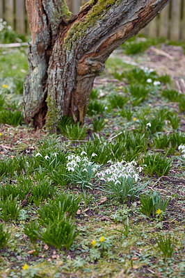 Buy stock photo Tree, flowers and plants for growth, environment and green grass or lawn outdoor. Botany background, snowdrop blossom and leaves in park or floral backyard for spring nature morning and bloom