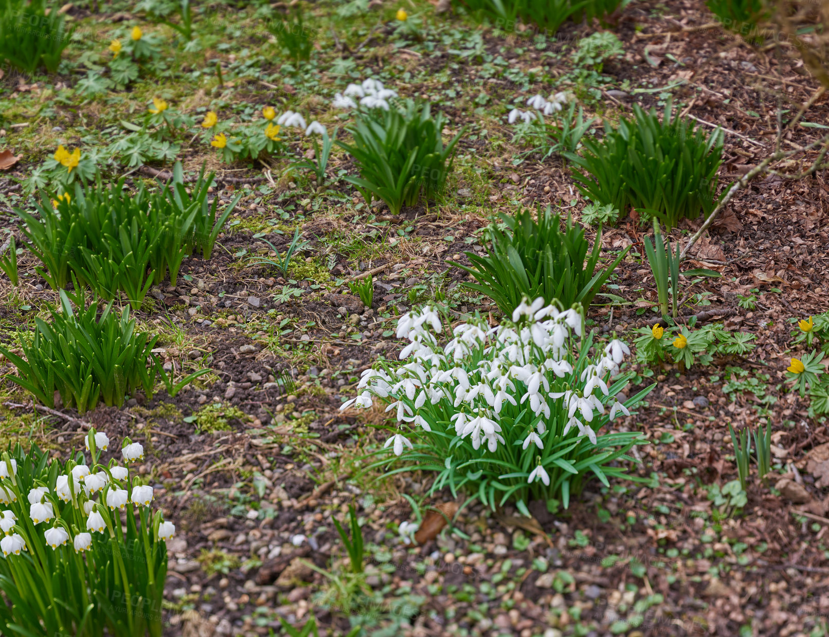 Buy stock photo Grass, flowers and plants for growth, environment and green garden or lawn outdoor. Botany background, snowdrops and leaves in park or floral backyard for spring nature morning and decoration