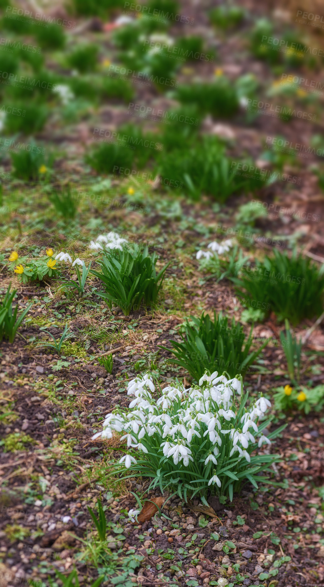 Buy stock photo Spring, flowers and plants for growth, environment and green grass or lawn outdoor. Botany background, snowdrops and leaves in park or floral backyard for nature morning and garden blossom or bloom