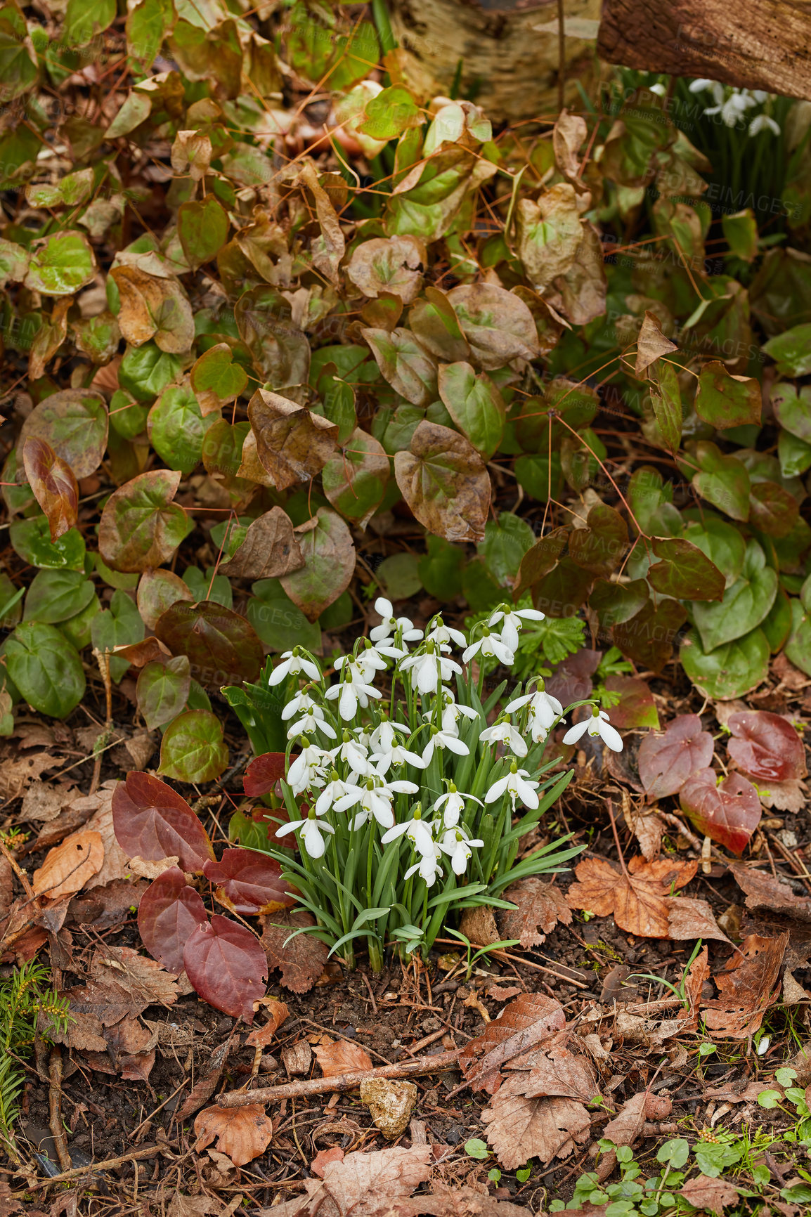 Buy stock photo Above, flowers and plants for growth, environment and green grass or lawn outdoor. Botany background, snowdrops and leaves in park or floral backyard for spring nature morning and decoration