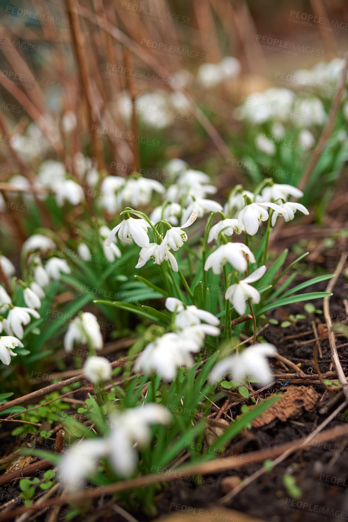 Buy stock photo Closeup, flowers and spring plants for growth, environment and green garden or lawn outdoor. Botany background, snowdrops and leaves in park or floral backyard for nature morning and decoration