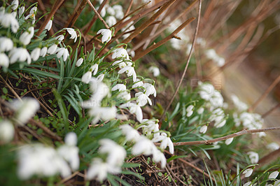 Buy stock photo Spring is coming -Snowdrops in my garden