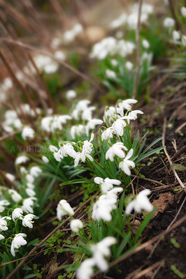 Buy stock photo Closeup, flowers and garden for growth, environment and green grass or lawn outdoor. Botany background, snowdrops and leaves in park or floral backyard for spring nature morning and decoration