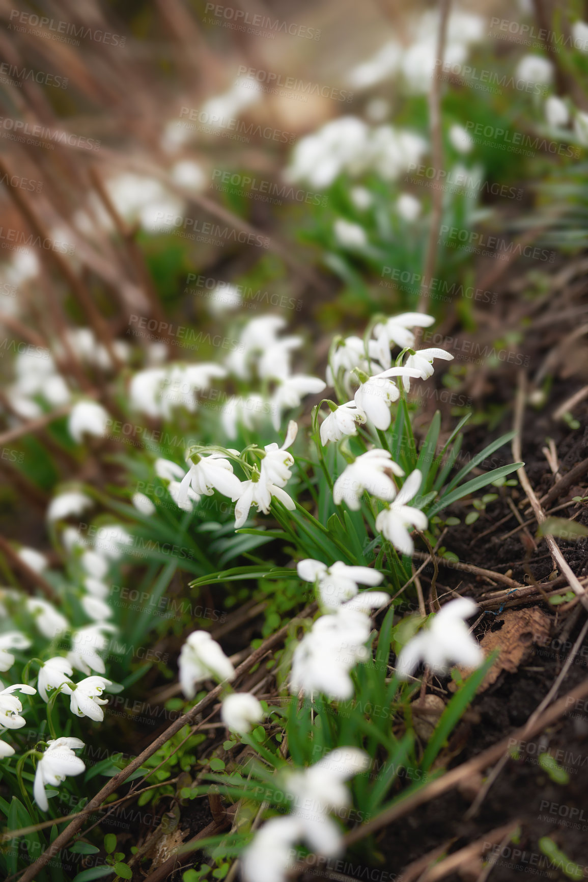 Buy stock photo Closeup, flowers and garden for growth, environment and green grass or lawn outdoor. Botany background, snowdrops and leaves in park or floral backyard for spring nature morning and decoration