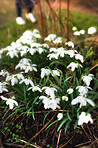 Snowdrops in the garden