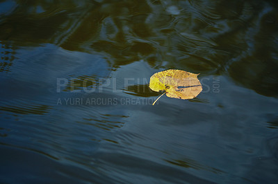 Buy stock photo Shot of a leaf floating in a lake