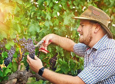Buy stock photo Cropped shot of a farmer harvesting grapes