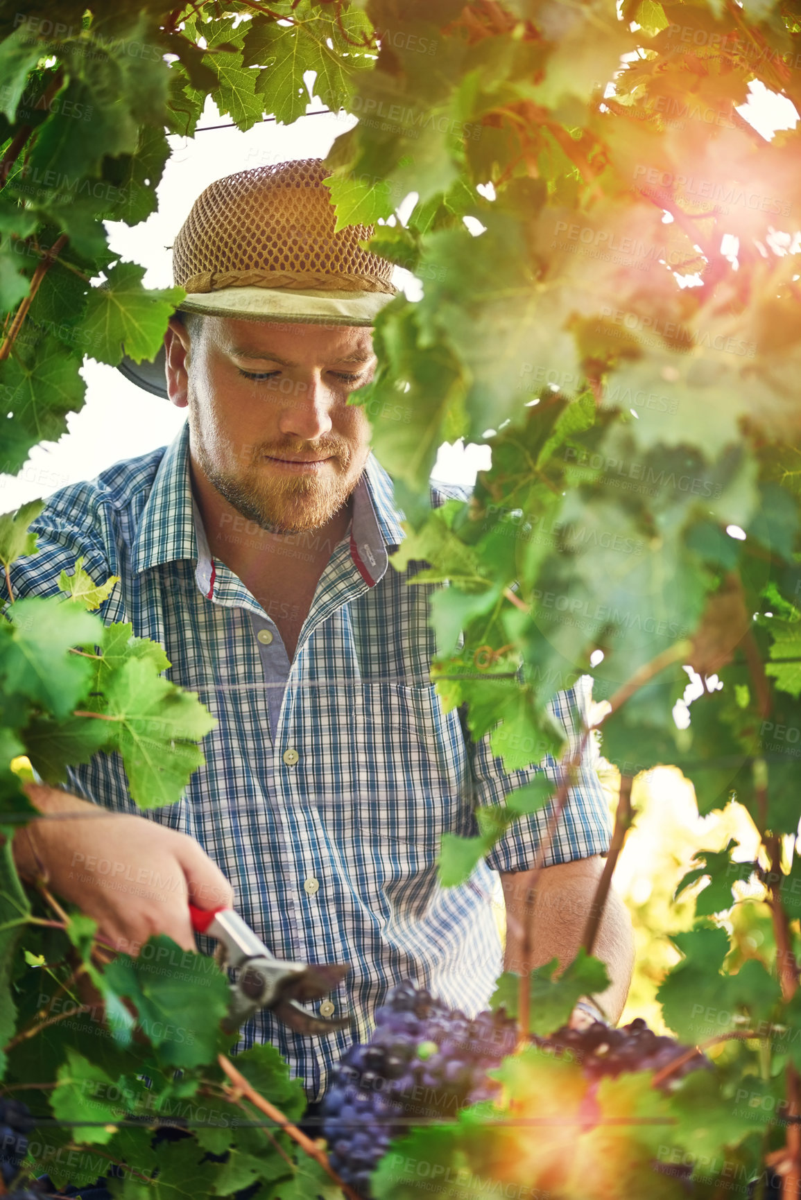 Buy stock photo Vineyard, leaves and man with harvest of grapes in nature for sustainable, growth and cultivation. Viticulturist, worker and gardening scissors with fruit at farm for eco friendly, organic or produce