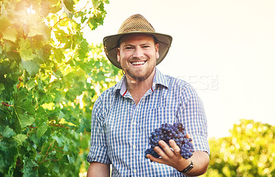 Buy stock photo Cropped shot of a man holding a bunch of grapes from his vineyard