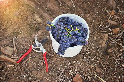 Buy stock photo Grapes, bucket and agriculture, vineyard and wine production with sustainability and outdoor. Nature, environment and farming for alcohol, plant and harvest with fruit, countryside and agro business